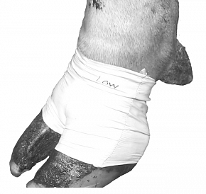 Бандаж ( носок) для лечения копыт у коров Bovivet, голубой, упак. 10 шт, L, 220413, KRUUSE